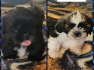 ShihTzu Welpen