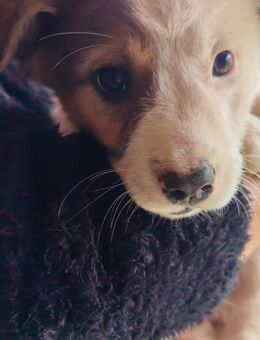 Familienhund - Kleiner Mischling - Schlitz