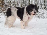 Wilma 58 cm (Pflegestelle) - Alpenrod