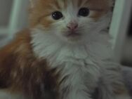 Maine Coon Mädchen sucht ein Zuhause - Duisburg
