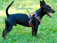 Camboyano lustiger Pinscher-Mix 12/22 DE - Ruppertsecken