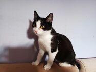Unser Glückspilz Scarlet Lea sucht sein - Margetshöchheim