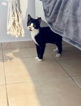 Linda aus dem Tierschutz - Grevenbroich