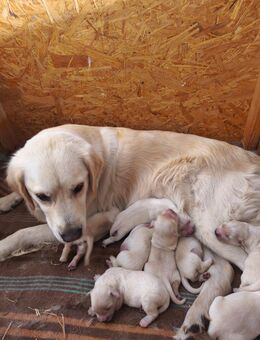 Golden retriever Welpen / Reinrassig - Panschwitz-Kuckau