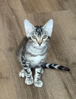Bengal kitten 16 Wochen Reinrassig können Abgeholt werden - Dortmund