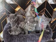 Verkaufen 5 gesunde bkh Kitten - Bargstedt (Niedersachsen)