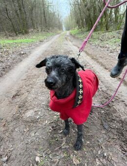 Panka, liebe, ältere - Remagen