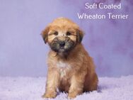 Liebenswerter Softcoated Wheaten Terrier, männlich, geboren am 10.03.2024, zu verkaufen! - Berlin