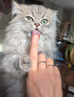 BKH Junge sucht ein Zuhause für immer - Borkheide