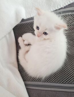 Ragdoll Kitten geimpft,entwurmt - Gelsenkirchen
