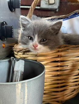 Süße Perser Mix Kitten - Hückelhoven Zentrum