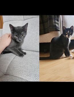 Kitten, Katze, Kater - Metzingen