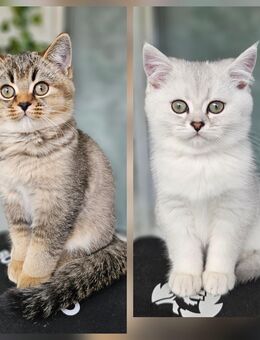 Zwei Süße Britische Kurzhaar Kitten! - Saarbrücken