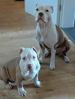 *abgabebereit* American Bully Welpe "Flöckchen", Rüde - Leipzig