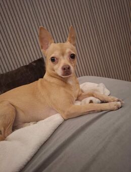 Unser Hund Leno sucht ein neues, liebevolles Zuhause. - Berlin