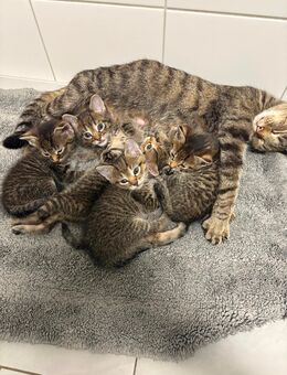 Kitten suchen bald neues Zuhause - Buttstädt Zentrum