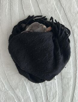 Hallo ich bin Kylo und suche ein neues zuhause 🏠 - Düren
