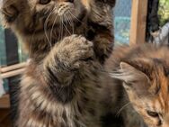 3 süße Main Coon weibchen suchen ein Zuhause - Iserlohn