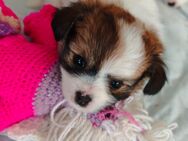 Welpen pomeranian Chihuahua Malteser mix - Leichlingen (Rheinland, Blütenstadt)