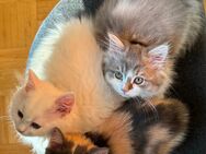 BKH/Maine Coon Kitten - Mellrichstadt