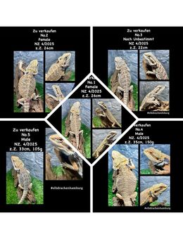 Bartagamen Rainbow (Citrus Orange red Blue line) ( pogona vitticeps ) Nz April 2025 - Hamburg Wandsbek