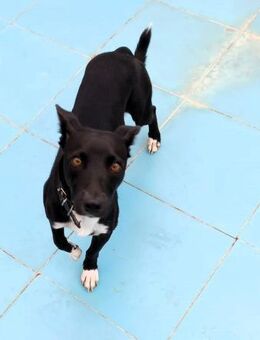 Negan 💕 hat sein Köfferchen gepackt (HO - Ludwigshafen (Rhein)