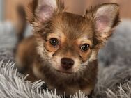 CHIHUAHUA LANGHAAR WELPE Auszugsbereit - Treuen Zentrum