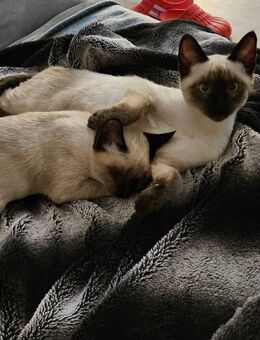 Reinrassigen Siam Kitten - Dortmund