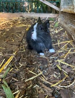 Kaninchen in schwarz - Wismar