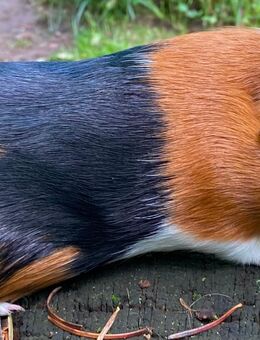 junge Meerschweinböcke abzugeben - Vellahn