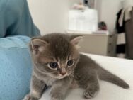 BKH Kitten - Berlin Spandau