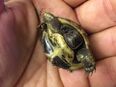 Griechische Landschildkröten von 2024 (THB) in 46562