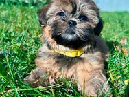 Shih-Tzu/Yorkshire Welpen