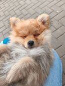 Zwergspitz - Welpe in 32602