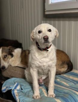 Phil möchte die Welt erkunden - Celle