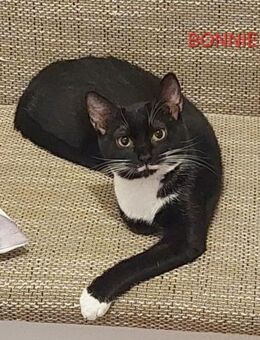 Bonnie Freundliches Katzenmädel - Unterföhring