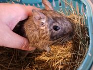 Zwei wunderschöne handzahme degus - Abensberg