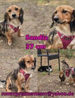 Sandia ist sehr lieb und freundlich - Schafflund