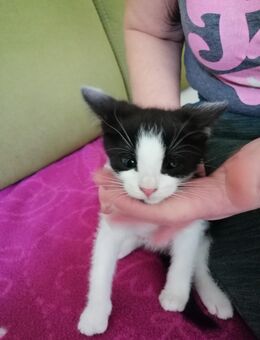 Katzen Babys abzugeben - Wasbek