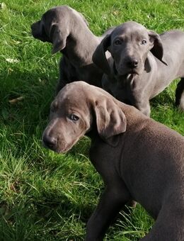 Vizsla - Weimaraner-Welpen - Plettenberg
