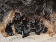 Yorkshire terrier welpen - Rosengarten (Niedersachsen)