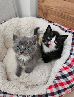 Süße Britisch Kurzhaar Kitten Mix suchen ein neues Zuhause - Winsen (Luhe)