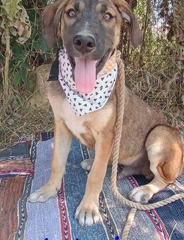 Antonio kontaktfreudiger Welpe 01/25 GRC - Ruppertsecken