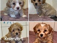 Wunderschöne BichPoo Toypudel Maltipoo Welpen Bichon Frise x Toypudel suchen ein liebevolles Zuhause - Magdeburg