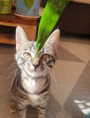 Tabby Kätzchen sucht ihre schmusefamilie in 86167