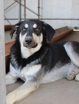 Traumhund Bacetto sucht DICH - Celle