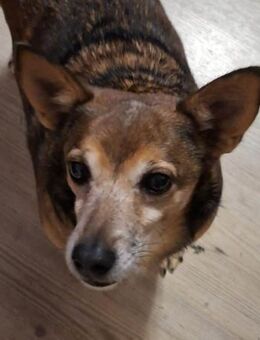 Forky seine Vermittlung ist dringend !!! - Laatzen