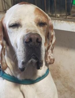 Nacho aus Tötung befreit Al - Ludwigshafen (Rhein)