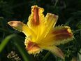 Taglilie - Hemerocallis - OUTER LIMITS - 3 Fächer in 44801