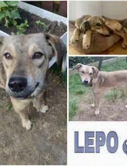 LEPO -sanfter & freundlicher Junghund- - Duisburg